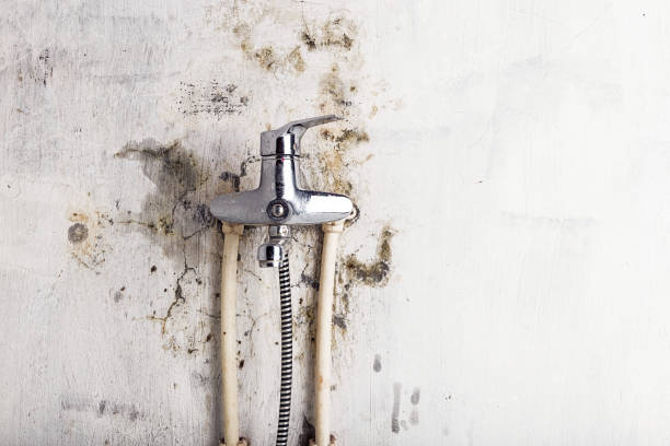 Best Mold Removal Company Near Me  in American Fork, UT