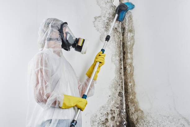 Mold Testing and Removal in American Fork, UT