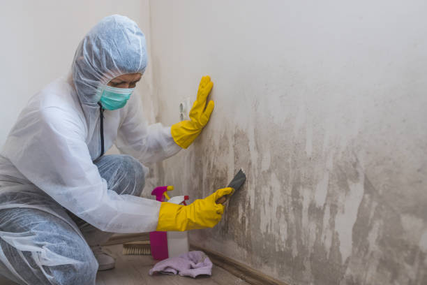 Best Attic Mold Removal  in American Fork, UT