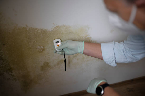 Best Toxic Mold Removal  in American Fork, UT