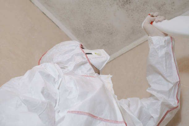 Attic Mold Removal in American Fork, UT