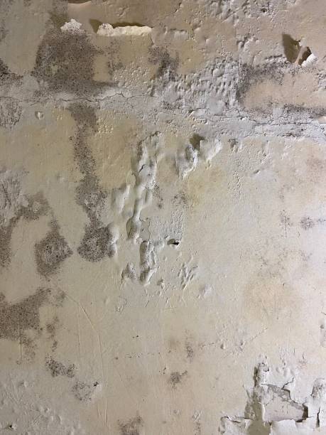 Best Black Mold Removal  in American Fork, UT