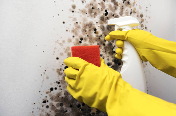 Certified Mold Removal in American Fork, UT