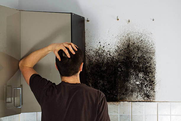 American Fork, UT Mold Removal Company