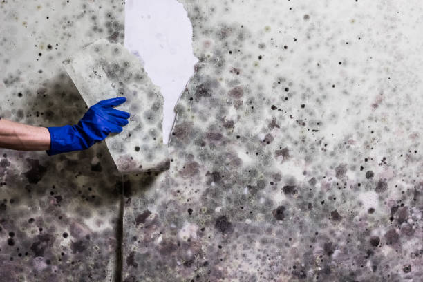 Water Damage Restoration in American Fork, UT